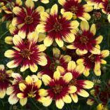 Coreopsis SUNSTAR™ 'Gold'