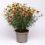 Coreopsis SUNSTAR™ 'Gold'