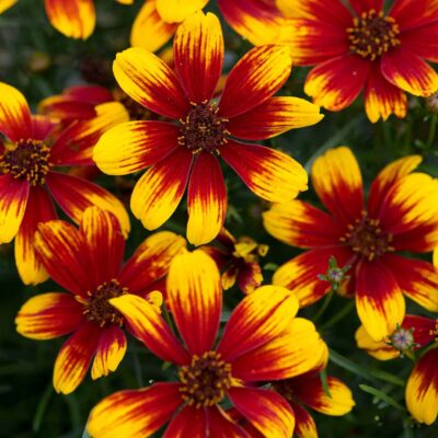 Coreopsis SUNSTAR™ 'Orange'