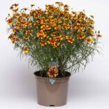 Coreopsis SUNSTAR™ 'Orange'