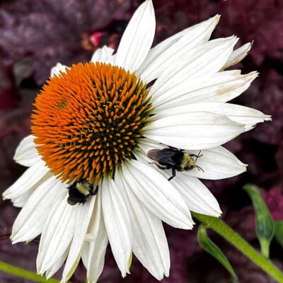 Echinacea KISMET® 'White'