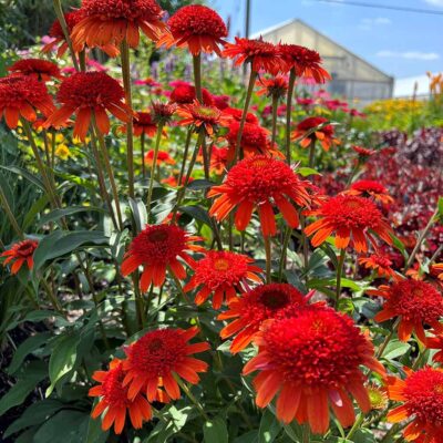 Echinacea 'Moab Sunset'