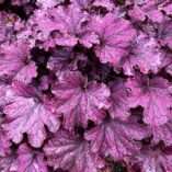 Heuchera FOREVER® 'Purple'