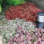 Heuchera 'Plum Pudding'