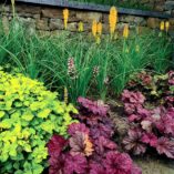 Heuchera 'Rio'