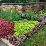 Heuchera 'Spellbound'