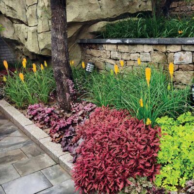 Kniphofia 'Mango Popsicle'