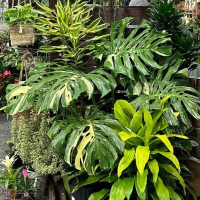 Monstera 'Thai Constellation'