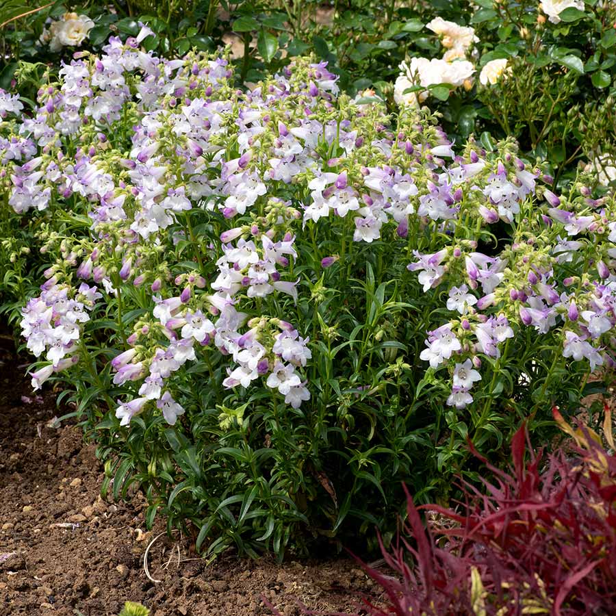 Penstemon HARLEQUIN™ 'Lilac'