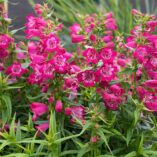 Penstemon HARLEQUIN™ 'Magenta'