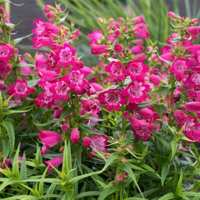 Penstemon HARLEQUIN™ 'Magenta'