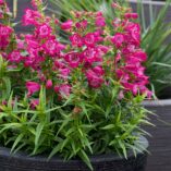 Penstemon HARLEQUIN™ 'Magenta'