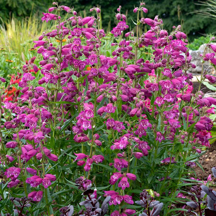 Penstemon HARLEQUIN™ 'Purple'