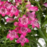 Penstemon HARLEQUIN™ 'Magenta'