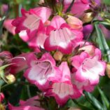 Penstemon HARLEQUIN™ 'Pink'