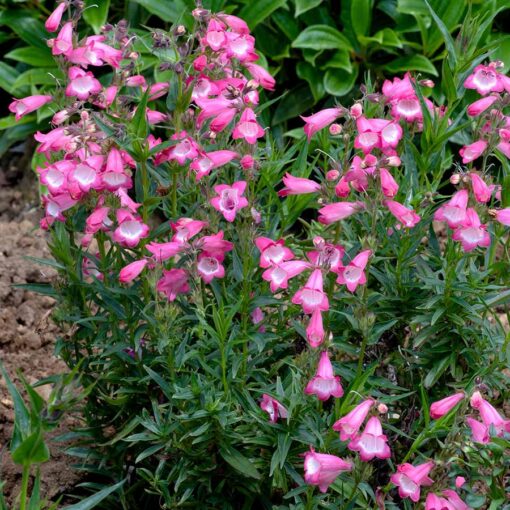 Penstemon HARLEQUIN™ 'Pink'