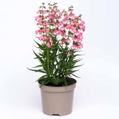 Penstemon HARLEQUIN™ 'Pink'