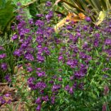 Penstemon HARLEQUIN™ 'Purple'