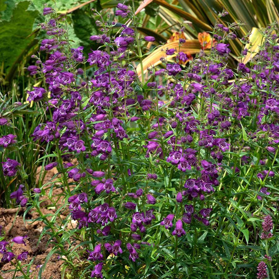 Penstemon HARLEQUIN™ 'Purple'