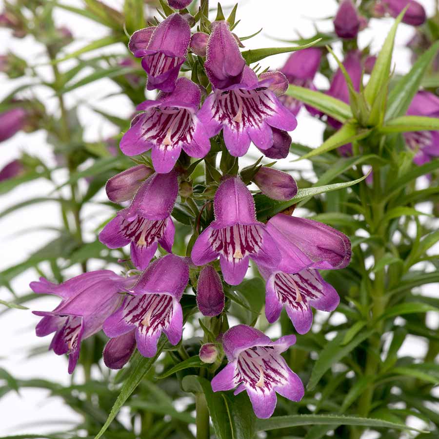 Penstemon HARLEQUIN™ 'Pink'