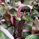 Philodendron 'Pink Princess'