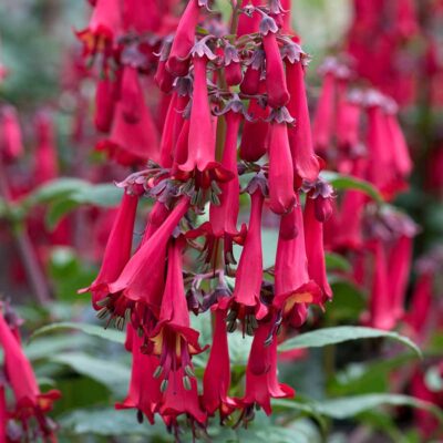 Phygelius COLORBURST™ 'Deep Red'