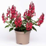 Phygelius COLORBURST™ 'Deep Red'