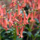 Phygelius COLORBURST™ 'Orange'