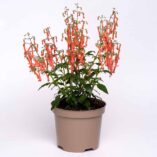 Phygelius COLORBURST™ 'Orange'