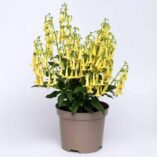 Phygelius COLORBURST™ 'Yellow'