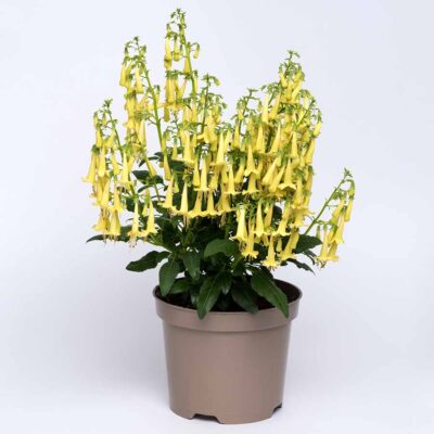 Phygelius COLORBURST™ 'Yellow'