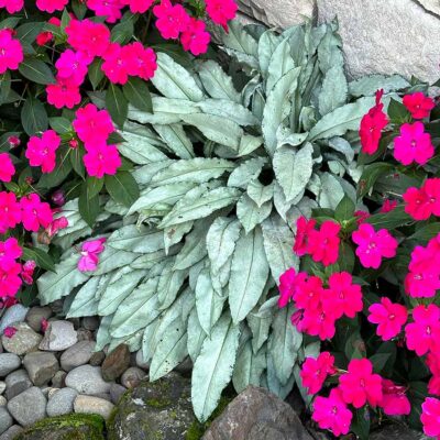 Pulmonaria 'Silver Scimitar'