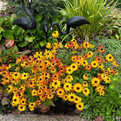 Rudbeckia Sunstream