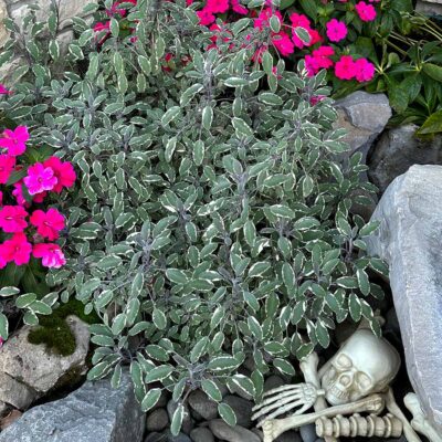 Salvia 'Silver Sabre'