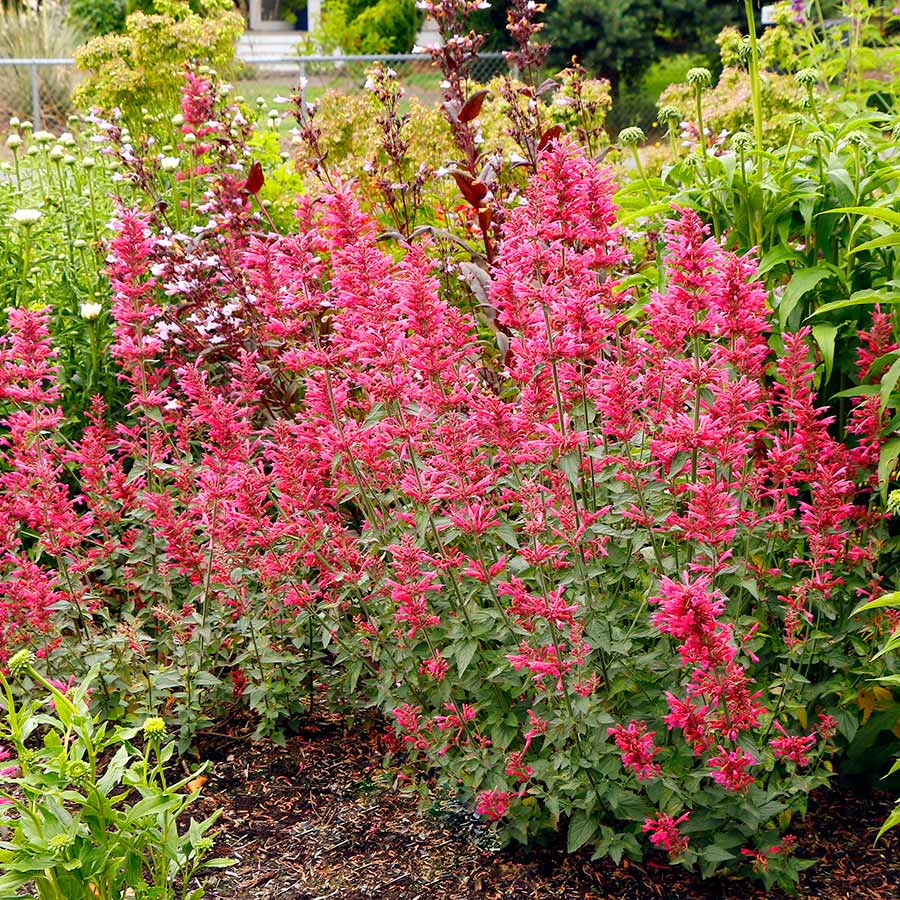 Agastache 'Morello'