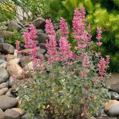 Agastache 'Morello'