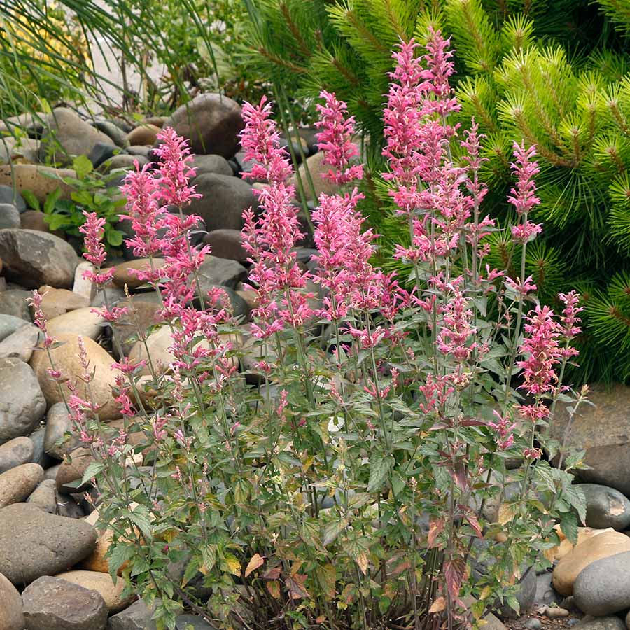 Agastache 'Morello'