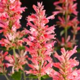 Agastache 'Pink Pearl'