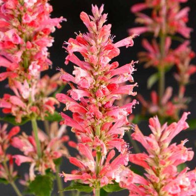 Agastache 'Pink Pearl'