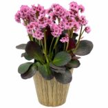 Bergenia VINTAGE™ 'Blush'