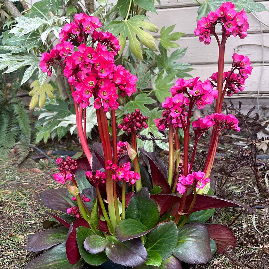 Bergenia VINTAGE™ 'Pink'