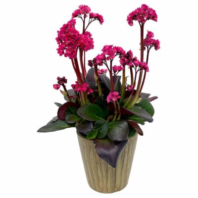 Bergenia VINTAGE™ 'Rose'