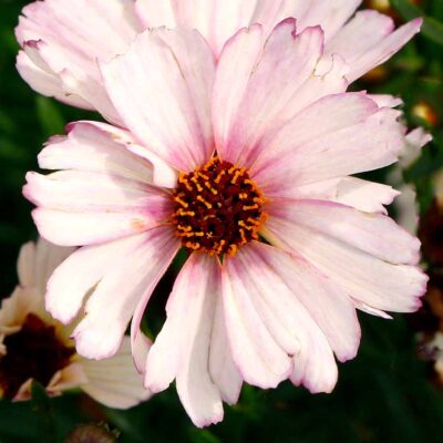 Coreopsis NOVA® 'Opal'