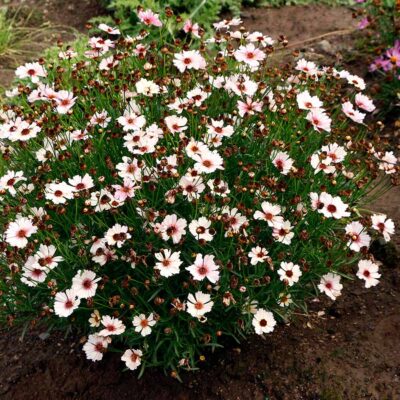 Coreopsis NOVA® 'Opal'