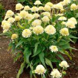 Echinacea DELIGHTFUL™ 'Lace'