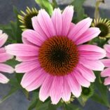 Echinacea 'French Tips'