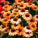 Echinacea PRIMA™ 'Ginger'