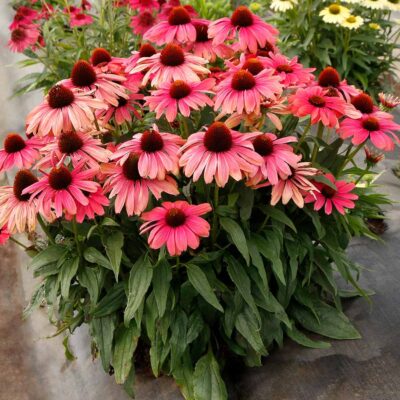 Echinacea REVELATION® 'Coral'