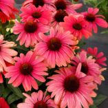 Echinacea REVELATION® 'Coral'