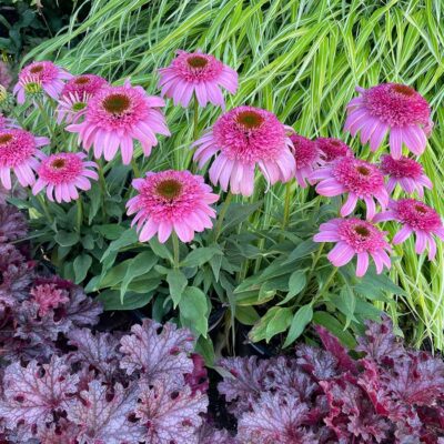 Echinacea SUNDIAL™ 'Pink'